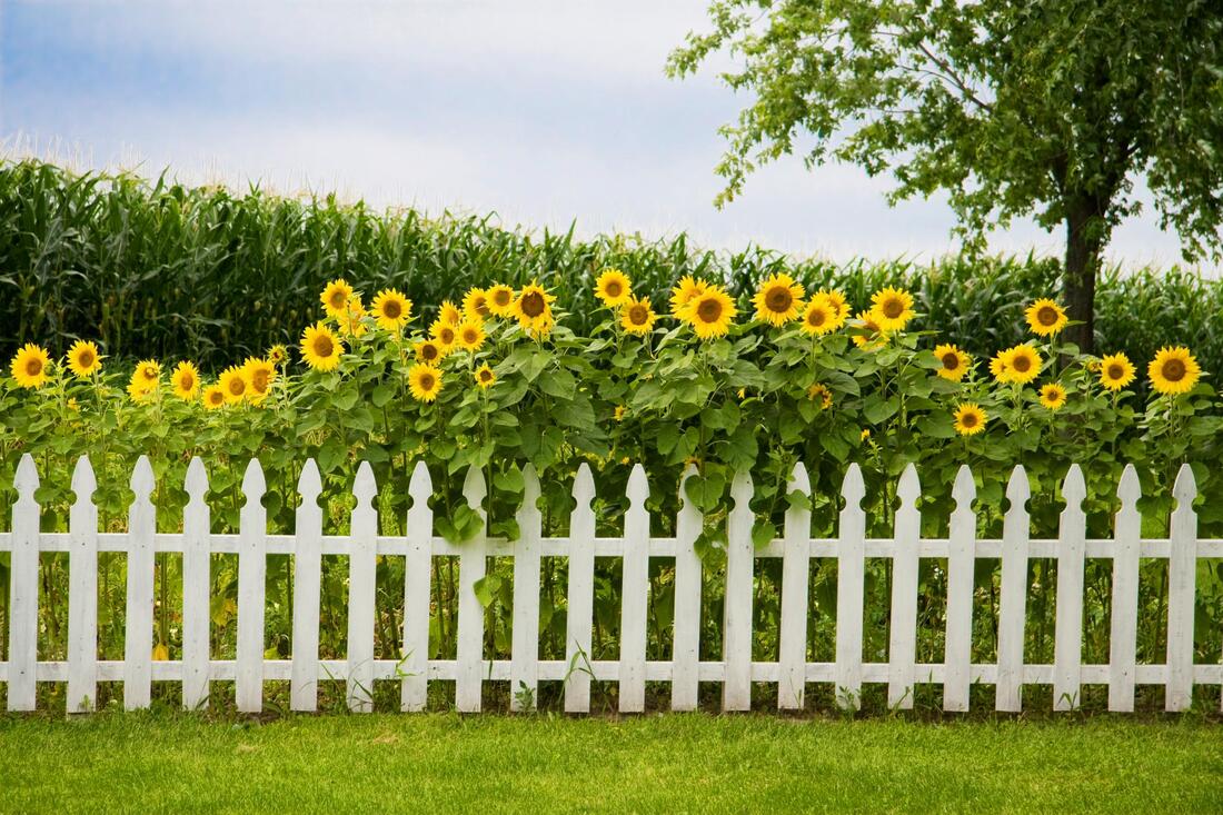 sunflowers with a fence